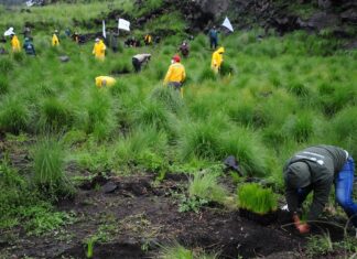 people planting trees
